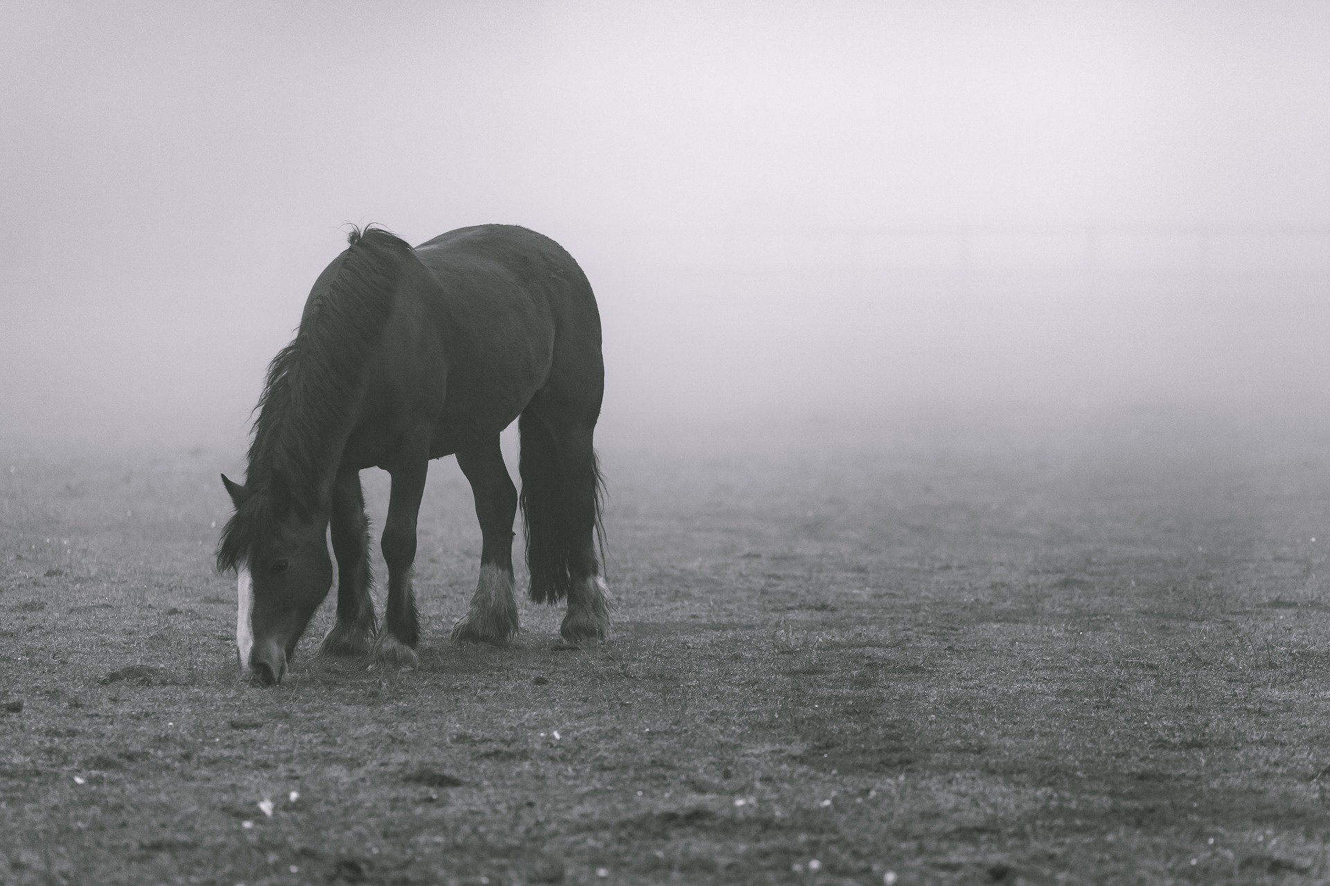 Pferd in Nebel