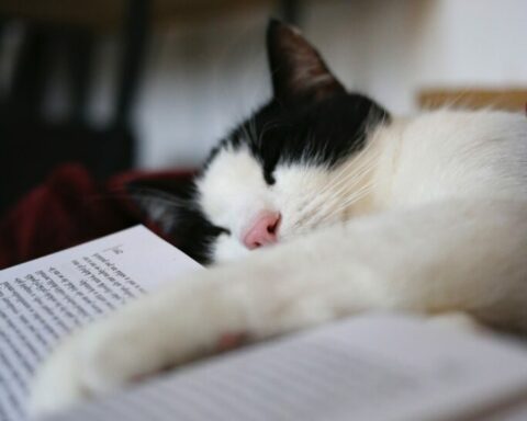 Schlafende Katze und Buch