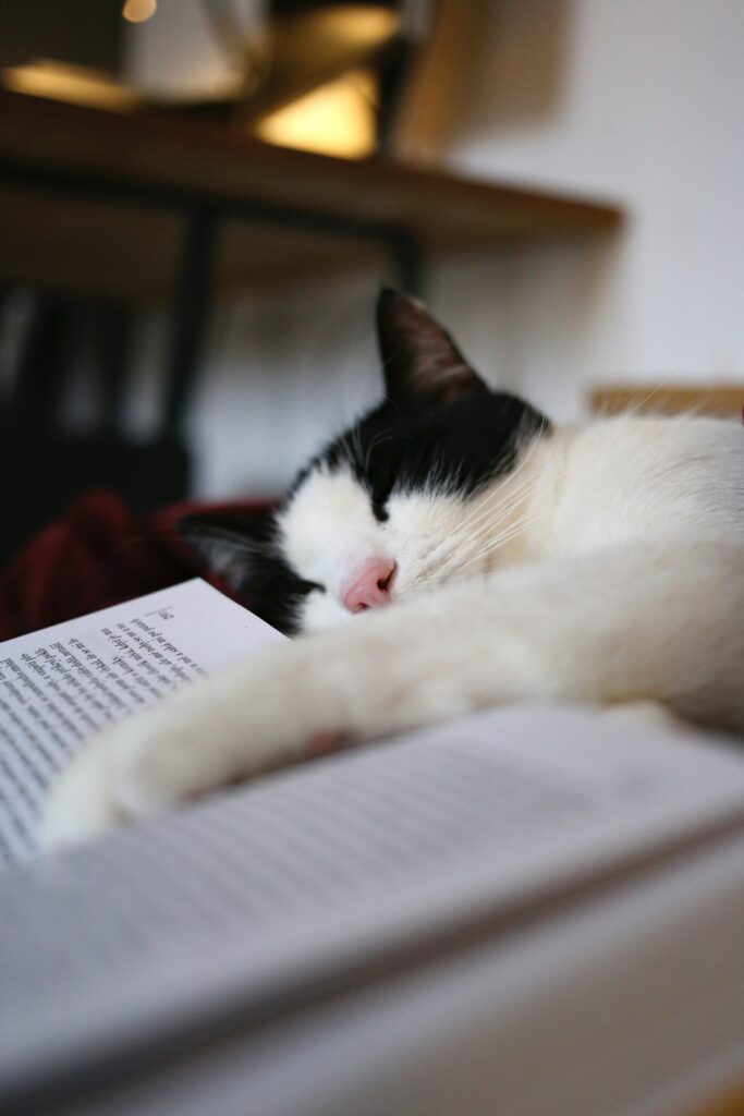 Schlafende Katze und Buch