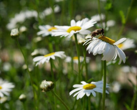 biodiversität